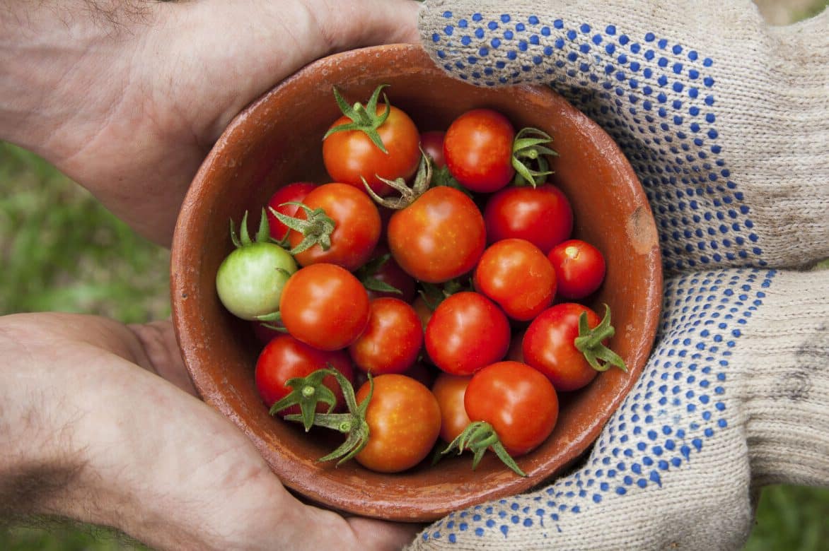 Tomato Symbolism and Dream Meanings (Love and Versatility)