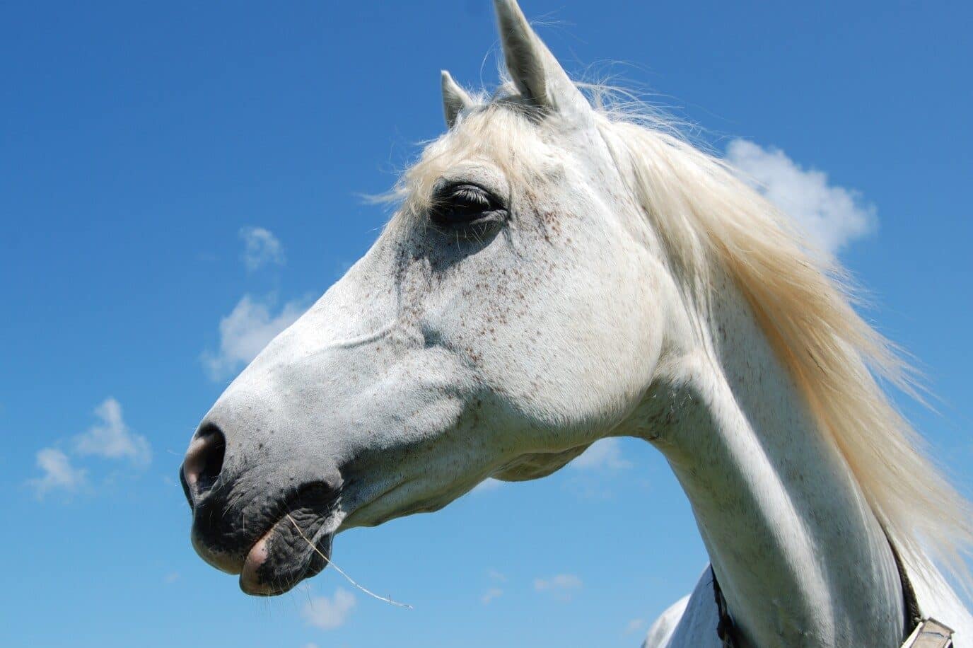 White Horse Symbolism & Meanings (Purity & Heroism)