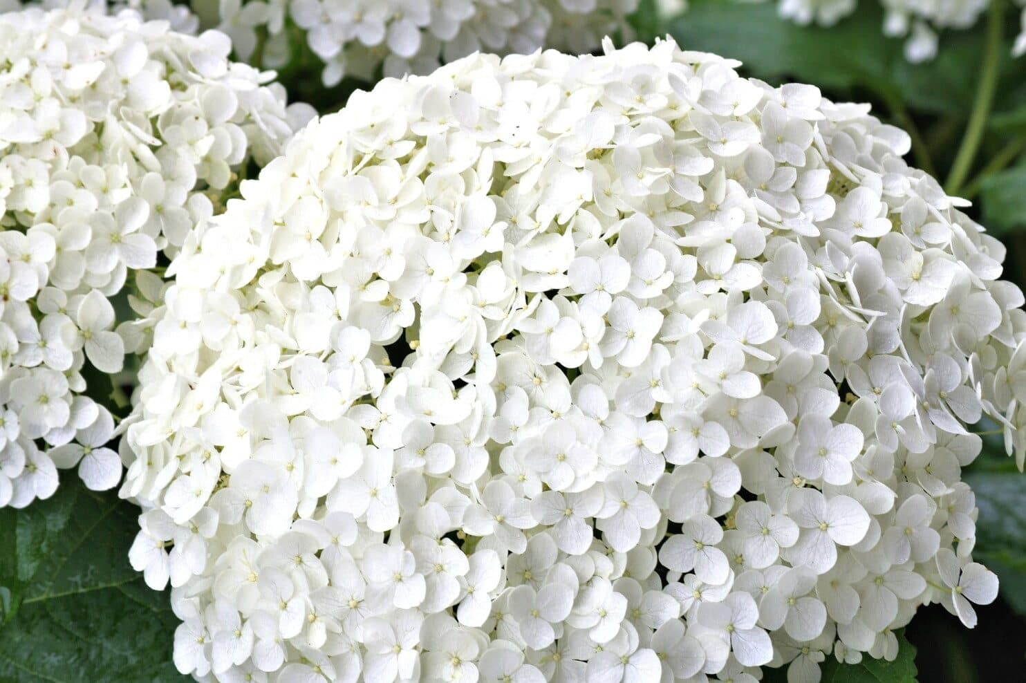 White Hydrangea Flower Meaning & Symbolism