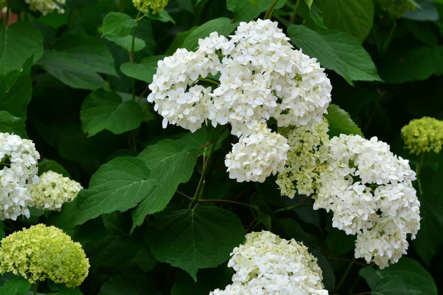 White Hydrangea Flower Meaning & Symbolism