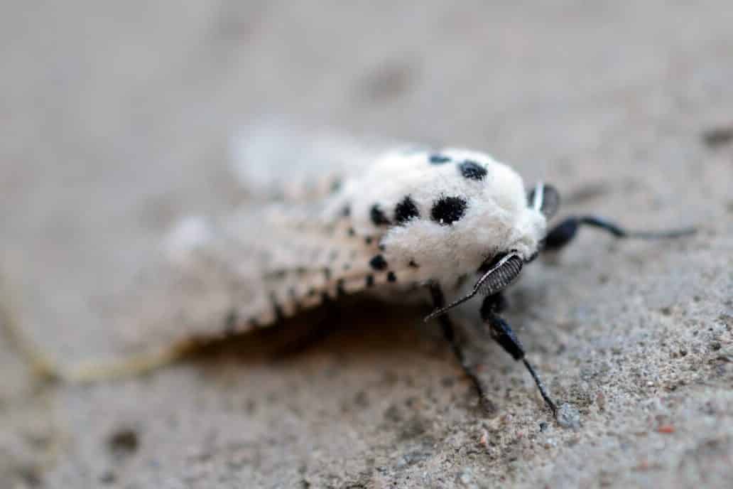 White Moth Spiritual Meaning and Symbolism