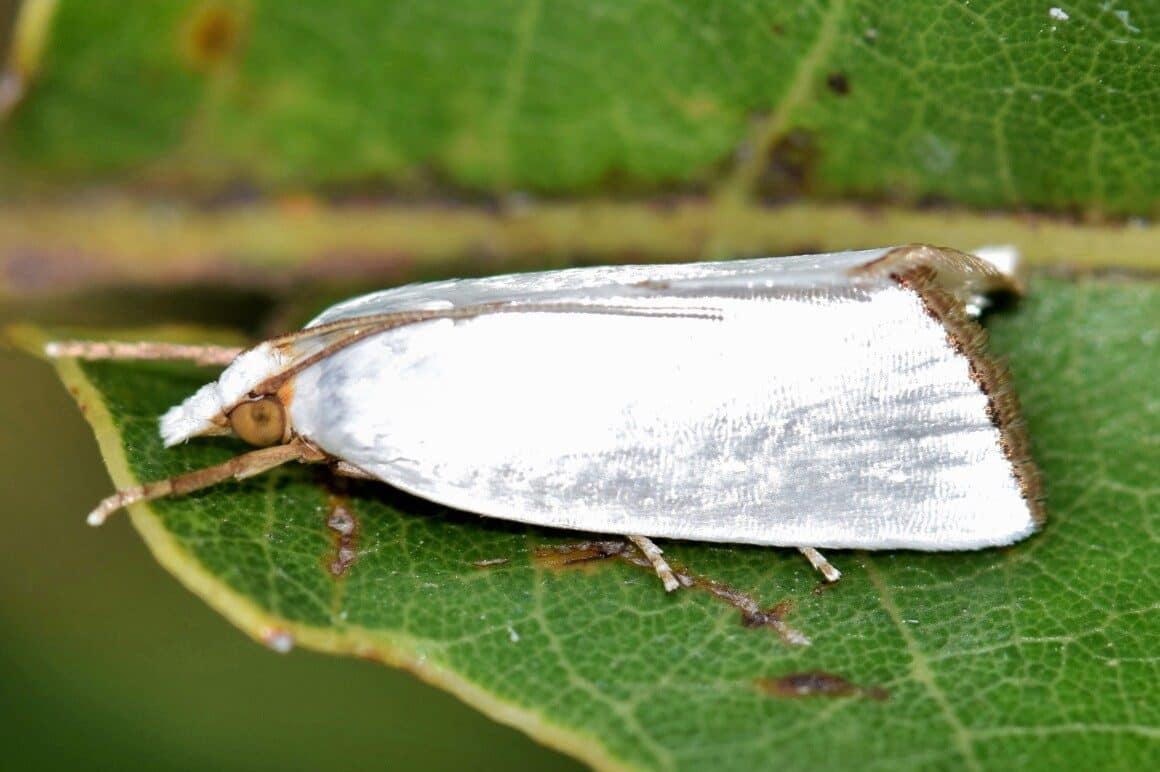 White Moth Spiritual Meaning and Symbolism