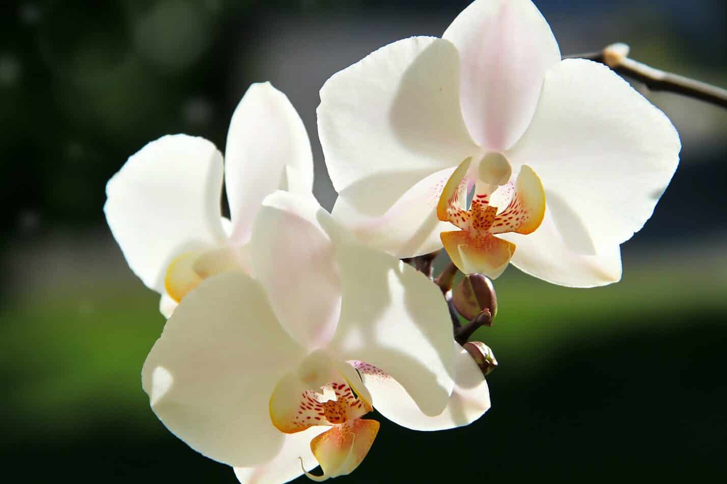 White Orchid Meaning and Symbolism (Humility & Purity)