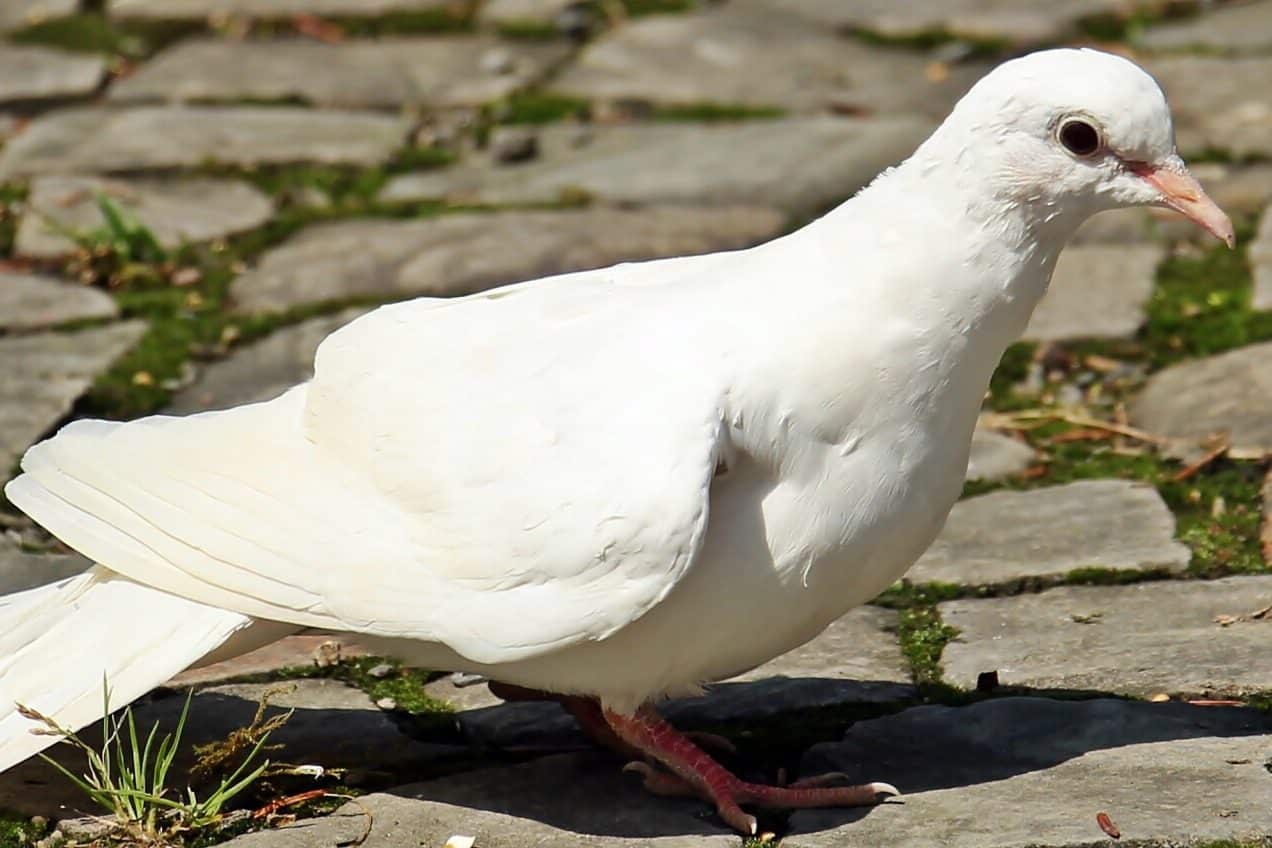 White Pigeon Meaning and Symbolism (Freedom & Beauty)