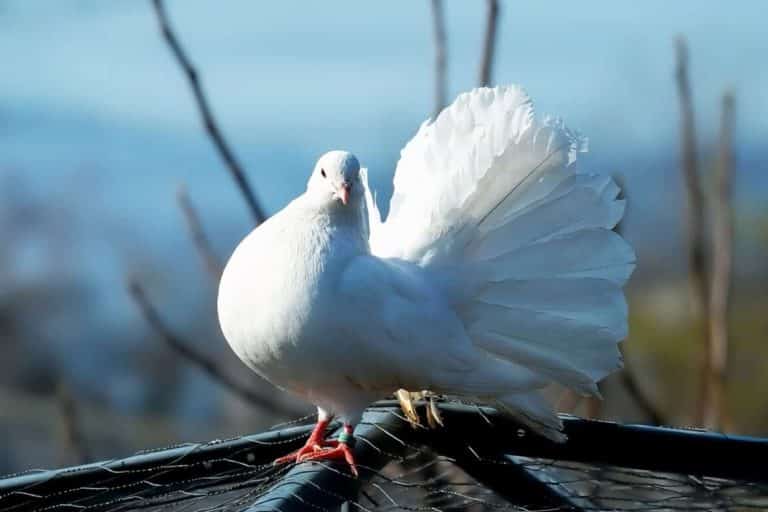 White Pigeon Meaning and Symbolism (Freedom & Beauty)