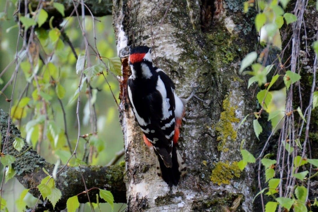 Woodpecker Symbolism (8 Surprising Meanings)