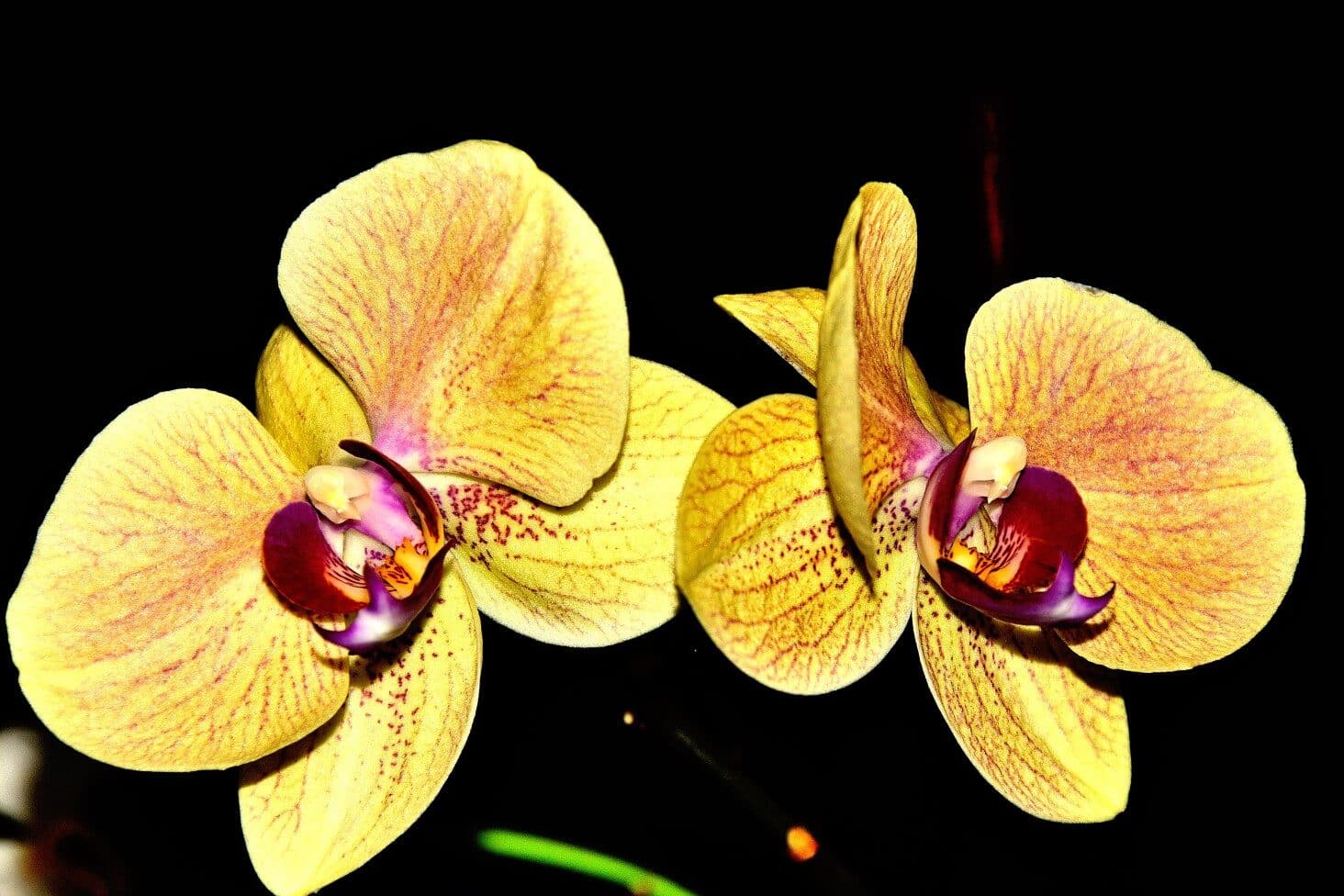Yellow Orchid Meaning and Symbolism (Joy & Friendship)