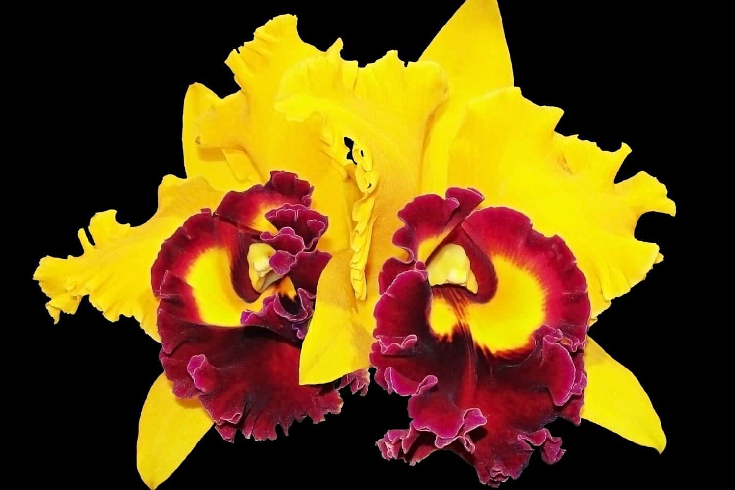 Yellow Orchid Meaning and Symbolism (Joy & Friendship)