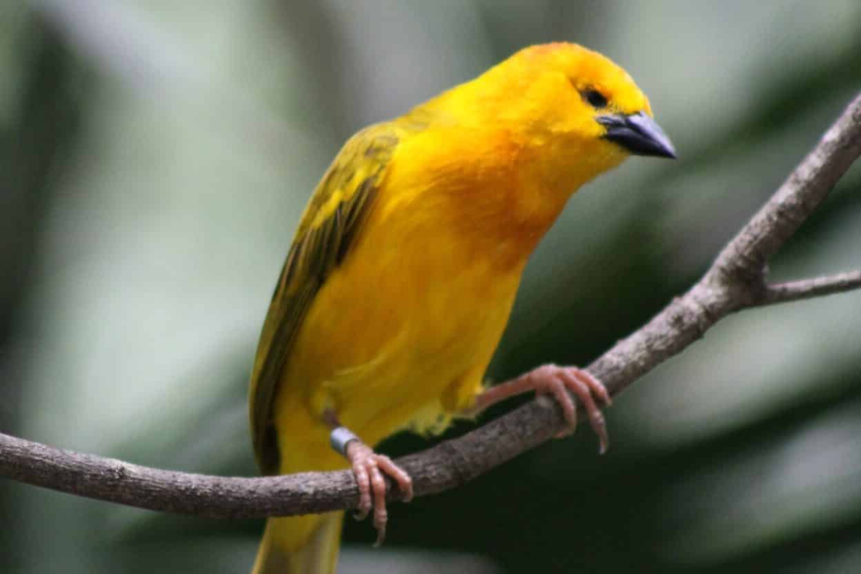 Bird Trying to Get into House 5 Spiritual Meanings