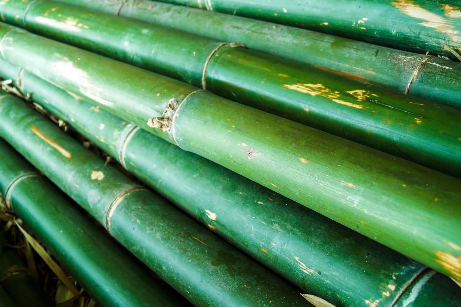 Bamboo Meaning and Symbolism (Flexibility & Growth)