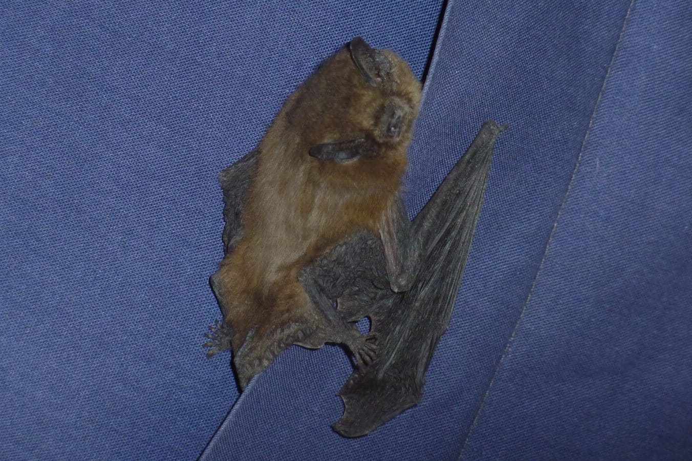 Dead Bat Spiritual Meaning & Symbolism