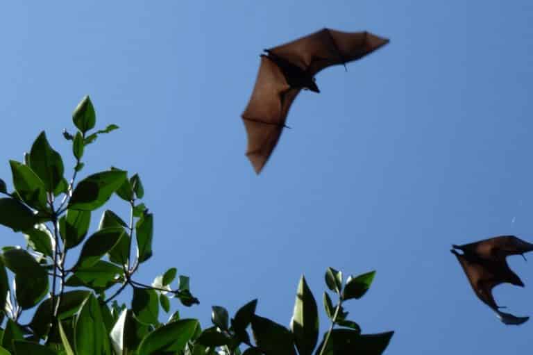 Bat in House 5 Spiritual Meanings and Symbolism