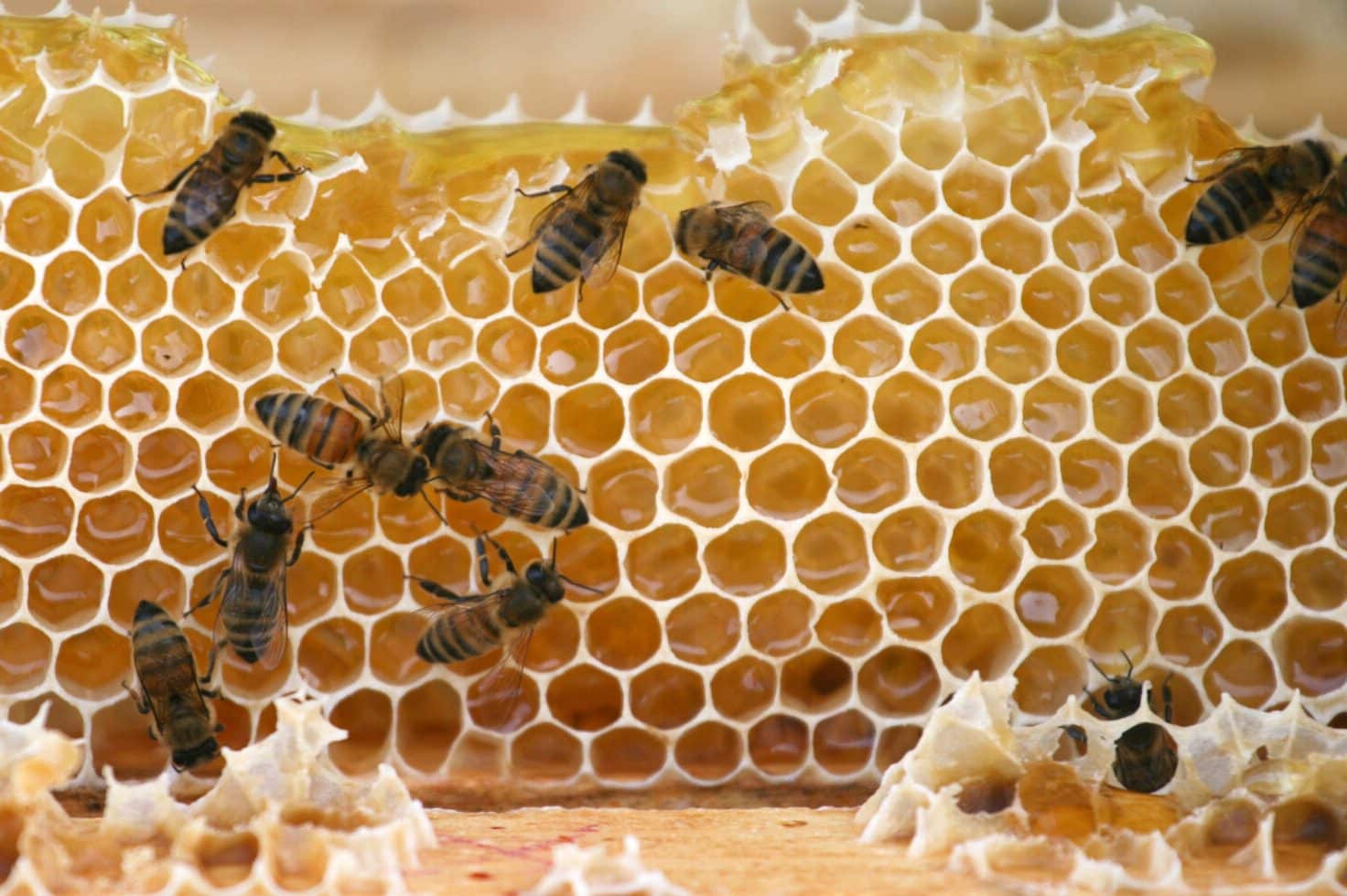 What do Bees Symbolize? (Time to Work Harder!)