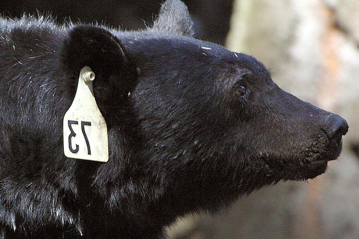 Black Bear Symbolism (8 Meanings) Dreams & Spirit Animals