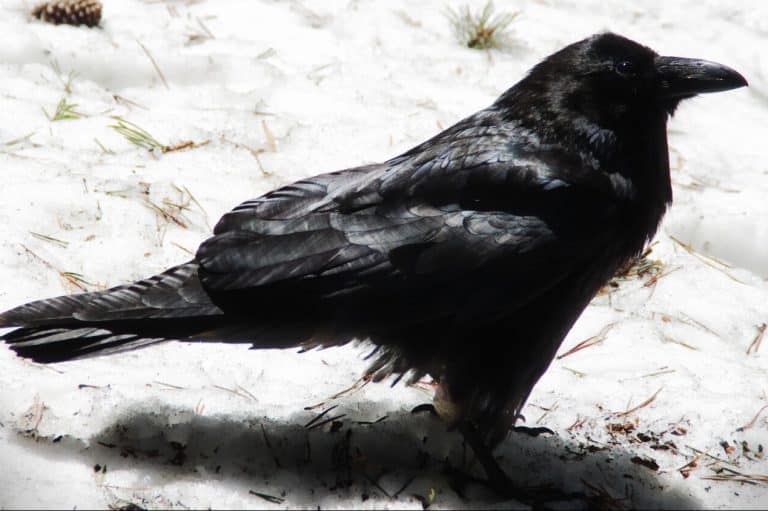 Black Crow Meaning & Symbolism (Power & Transformation)