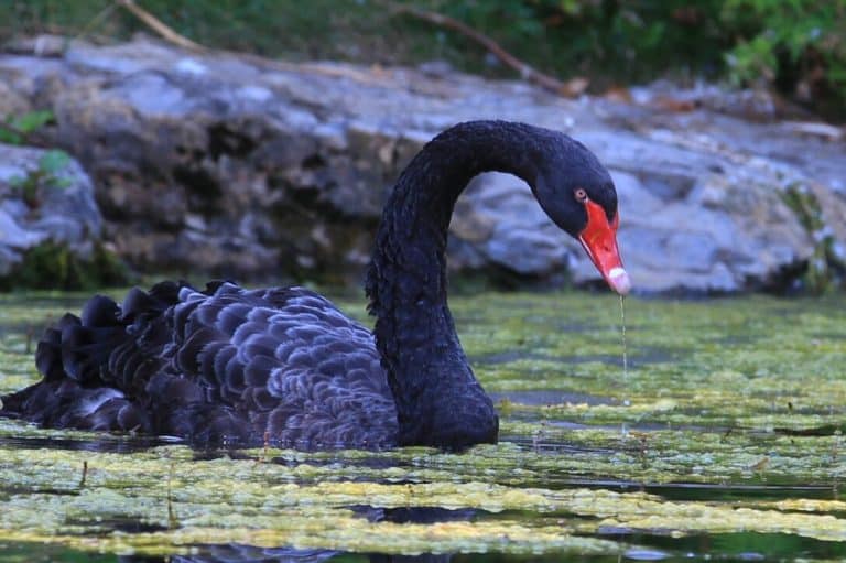 What does the Swan Symbolize? (White, Black) 10 Meanings