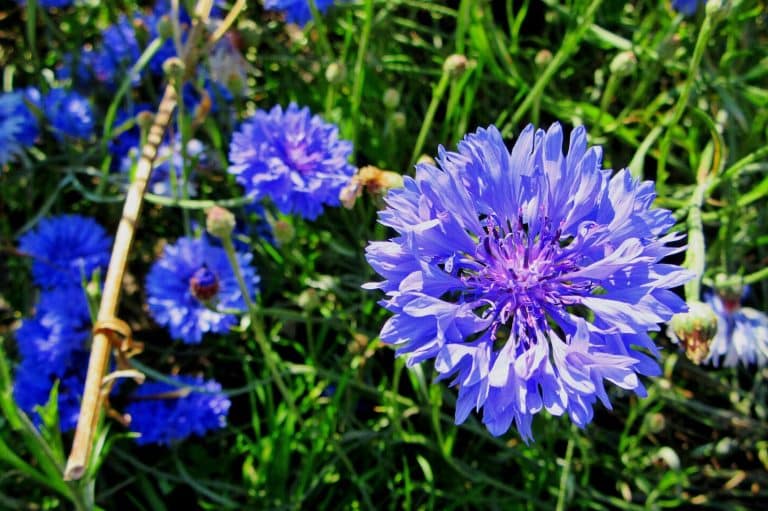 Dead Flowers Meaning and Symbolism (Decay Negative Energy)