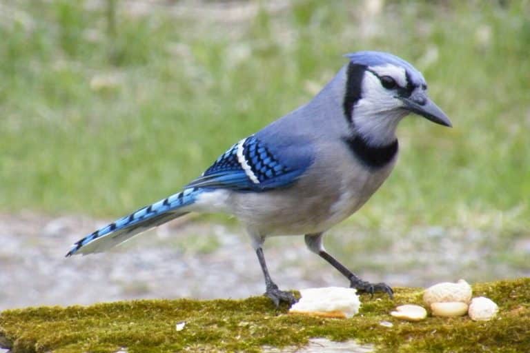 Dead Blue Jay Meaning & Symbolism (Loss & Determination)