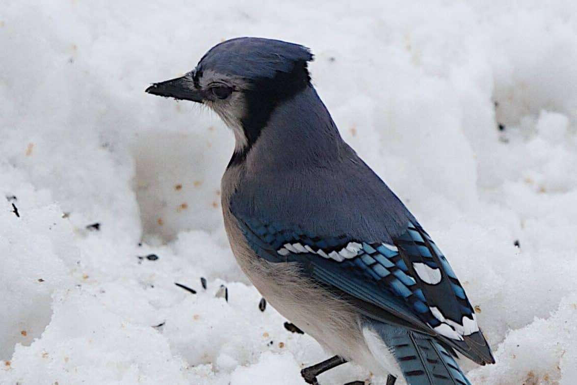 Dead Blue Jay Meaning & Symbolism (Loss & Determination)