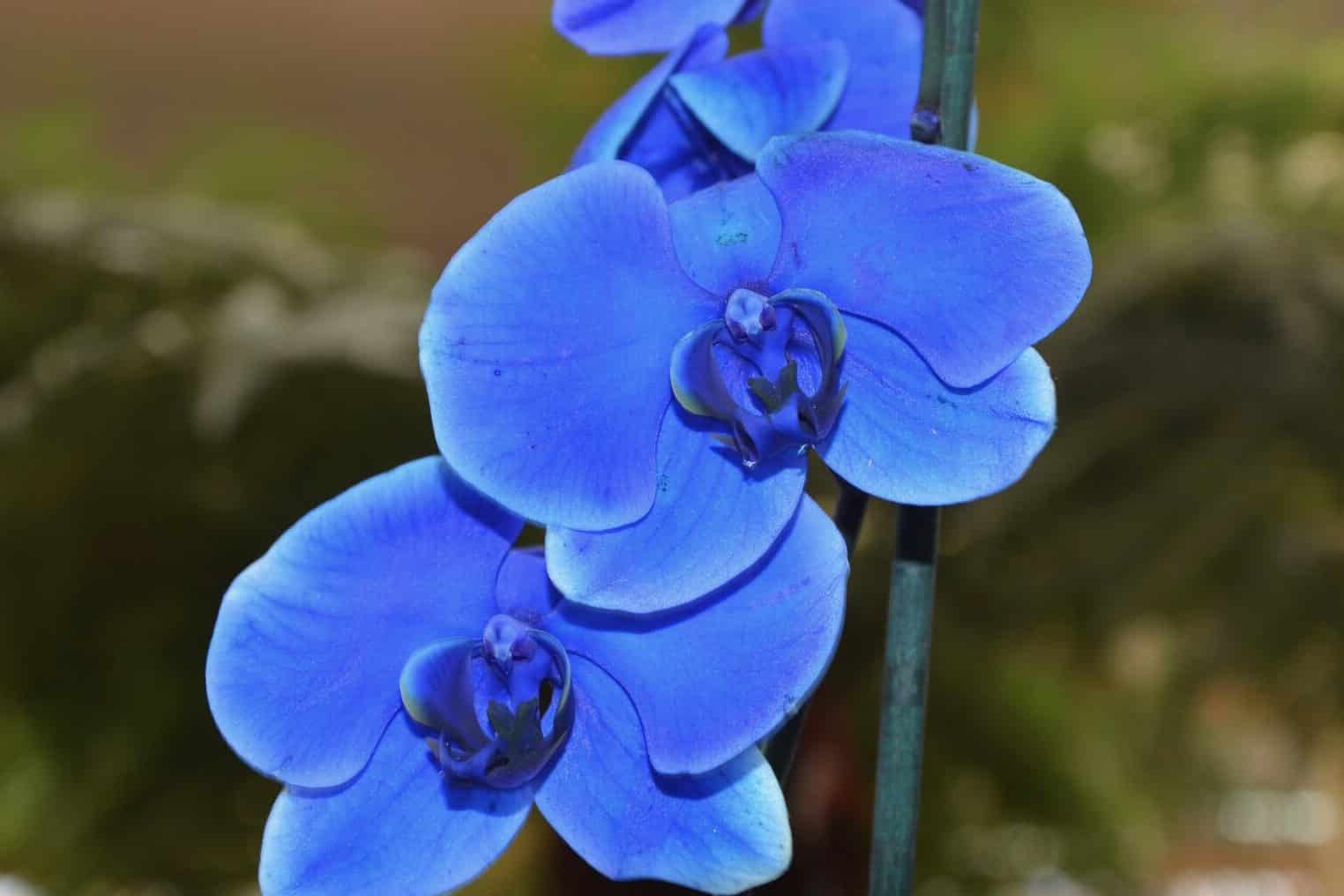 Blue Orchid Flower Meaning & Symbolism (Uniqueness & Hope)