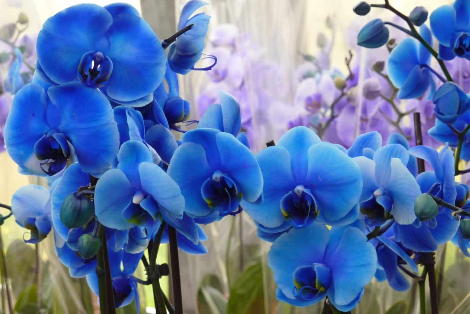 Blue Orchid Flower Meaning & Symbolism (Uniqueness & Hope)