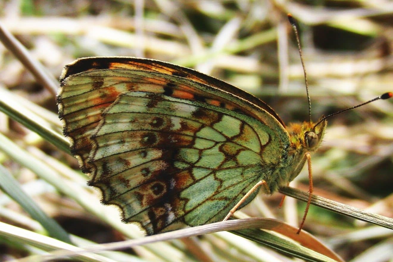 Brown Butterfly Meaning and Symbolism (New Beginnings and Love)