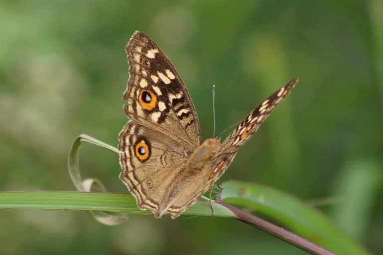 Brown Butterfly Meaning and Symbolism (New Beginnings and Love)