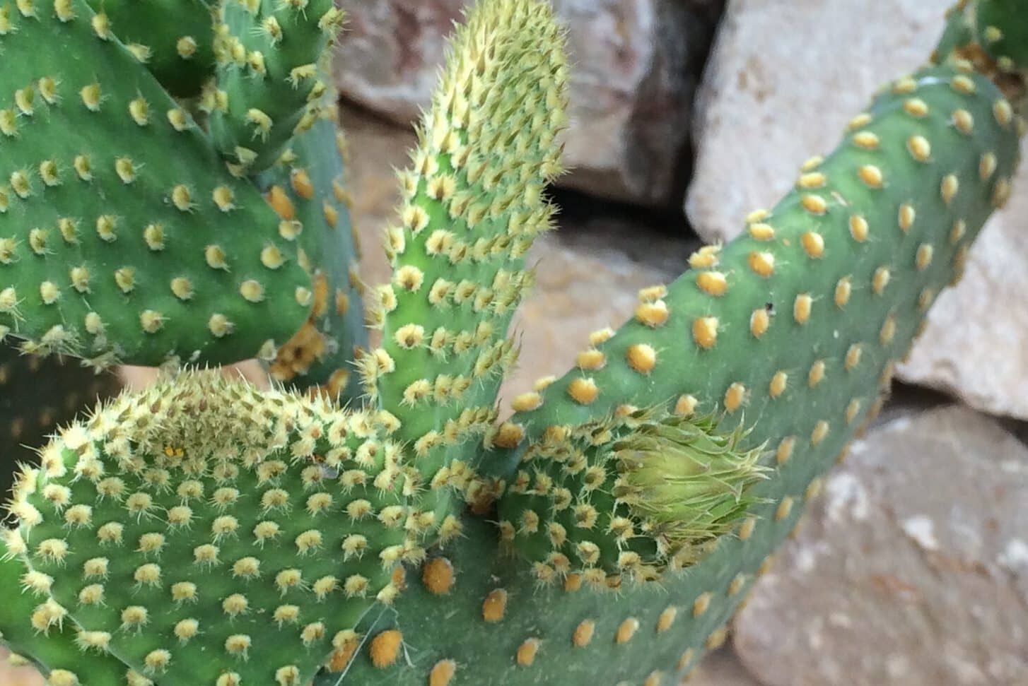 Cactus Meaning and Symbolism (Strength & Endurance)