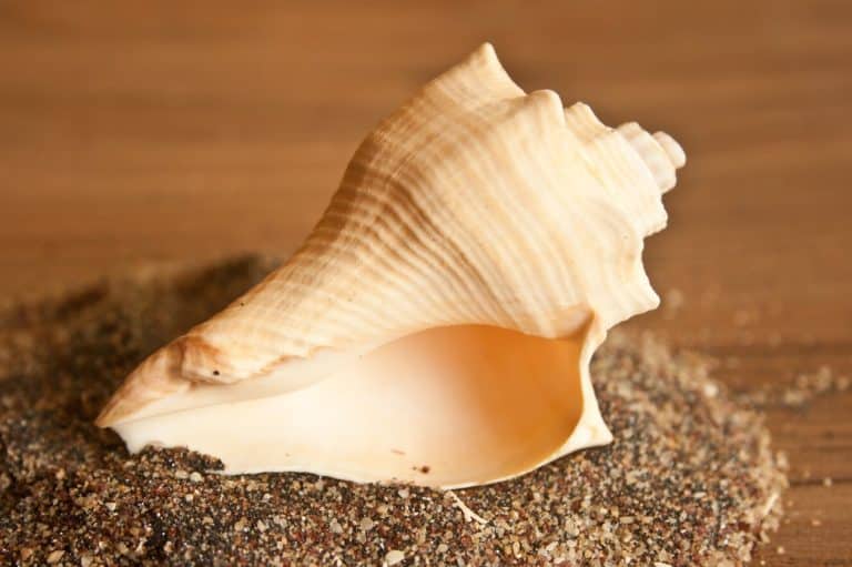 Conch Shell Meaning and Symbolism (Confusion & Harmony)