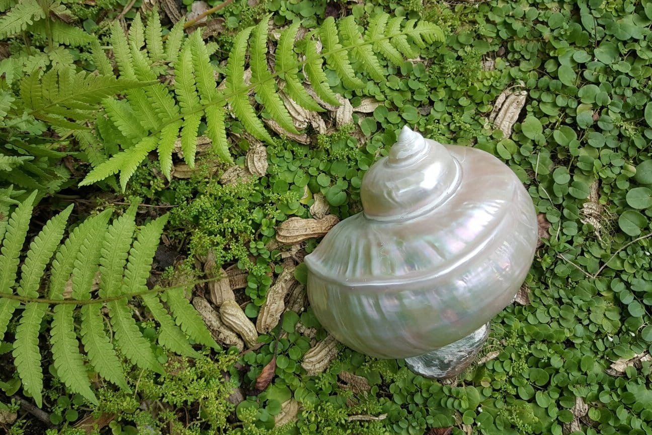 Conch Shell Meaning and Symbolism (Confusion & Harmony)