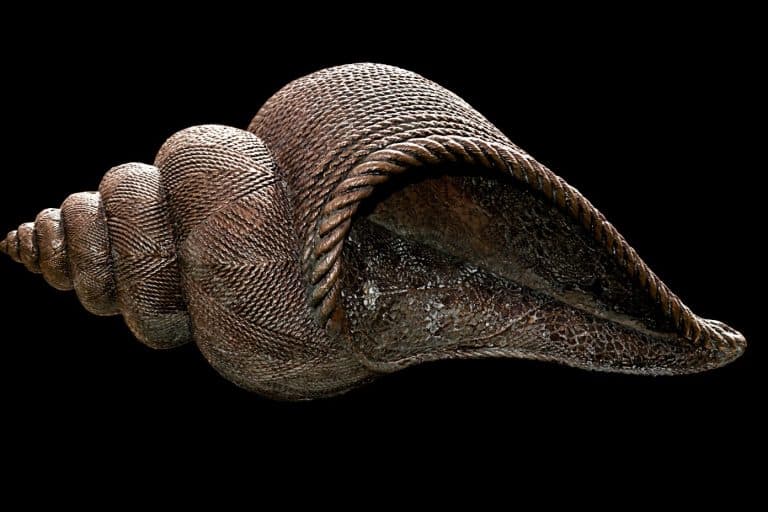 Conch Shell Meaning and Symbolism (Confusion & Harmony)