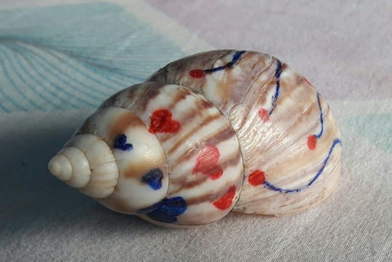 Conch Shell Meaning and Symbolism (Confusion & Harmony)