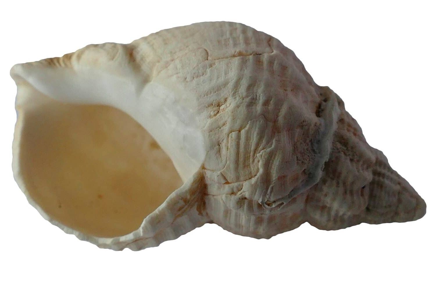 Conch Shell Meaning and Symbolism (Confusion & Harmony)