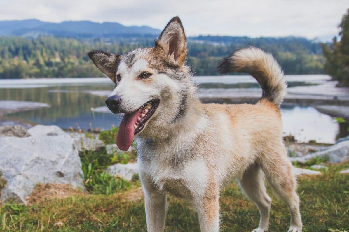 24 Dog Metaphors, Similes and Idioms that Pop! (2022)