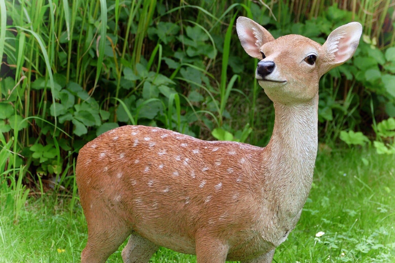 Fawn Symbolism in Dreams (Peace, Luck & New Beginnings)