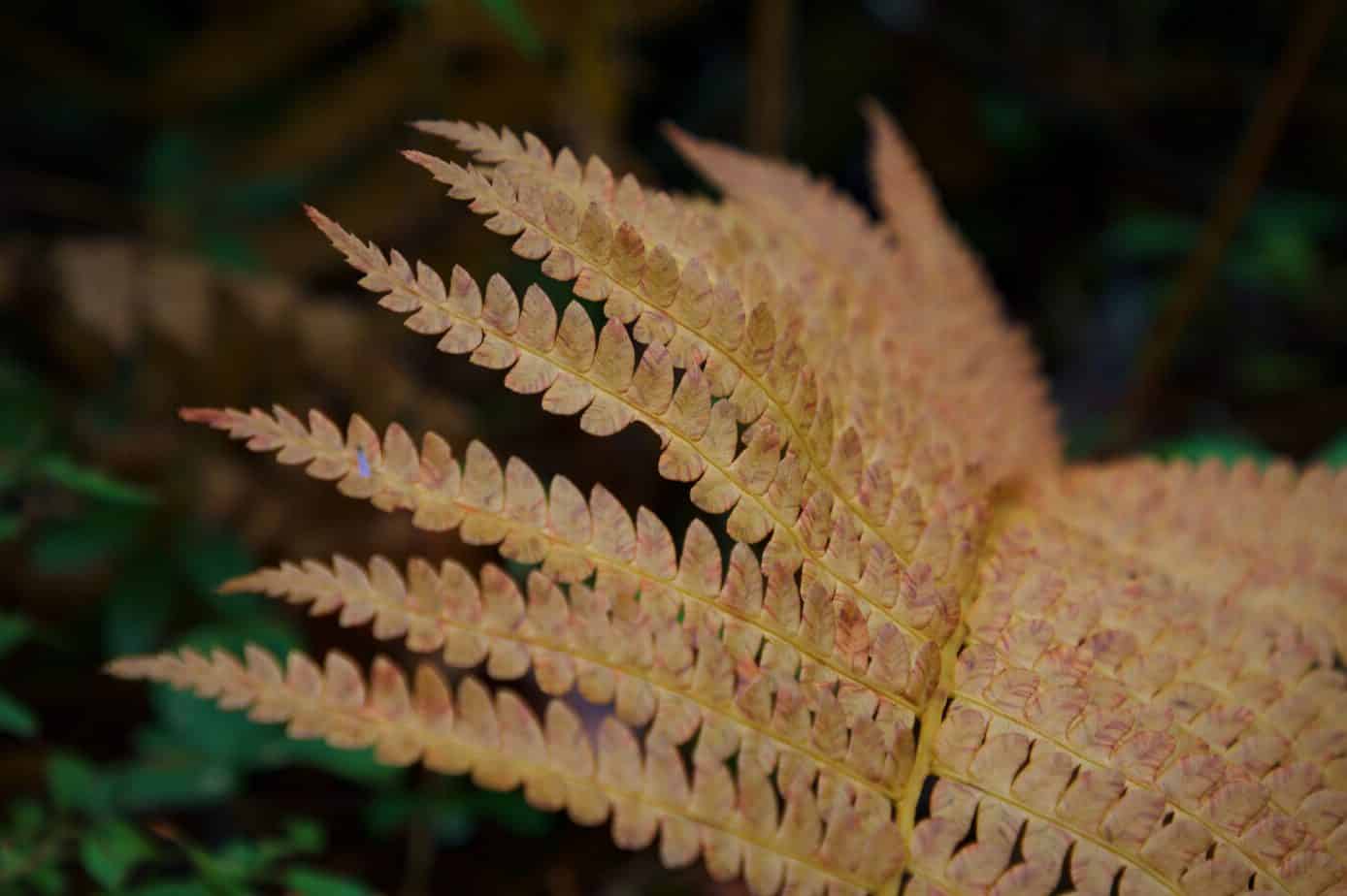 Fern Symbolism & Meaning (Invisibility & Fortune)