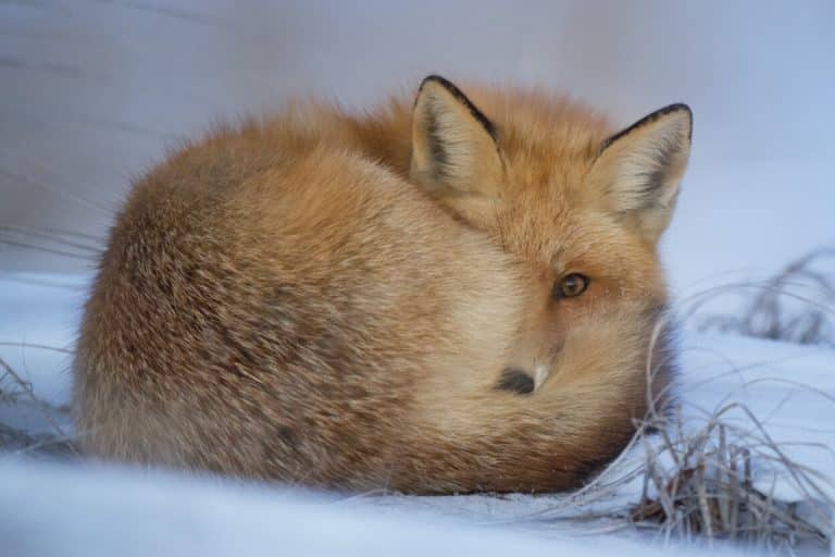 Red Fox Spiritual Meaning and Symbolism (8 Omens)