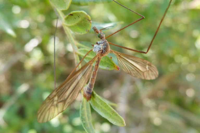 Gnat Symbolism and Spiritual Meaning (Change & Persistence)