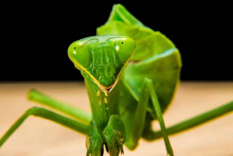 in House Spiritual Meanings