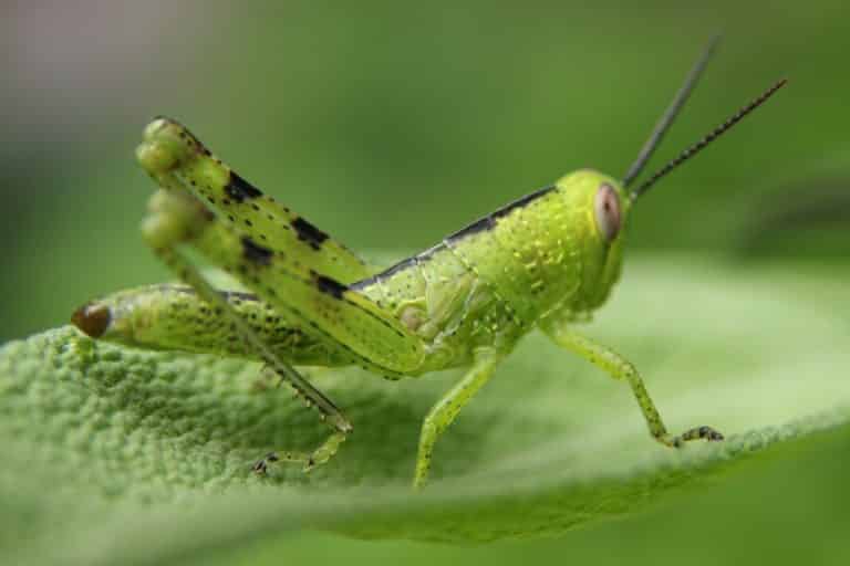 Green Meaning & Symbolism (Freedom and Growth)