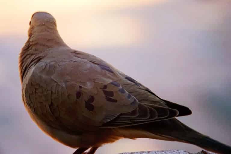 Gray Dove Symbolism (Friendship, Peace &