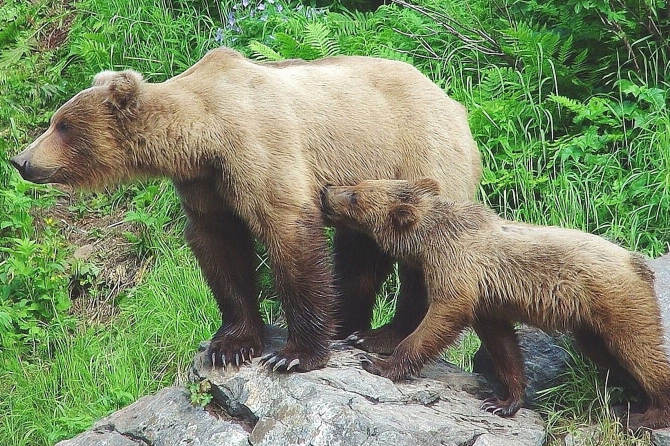 Brown and Grizzly Bear Symbolism (Dreams & Spirit Animals)