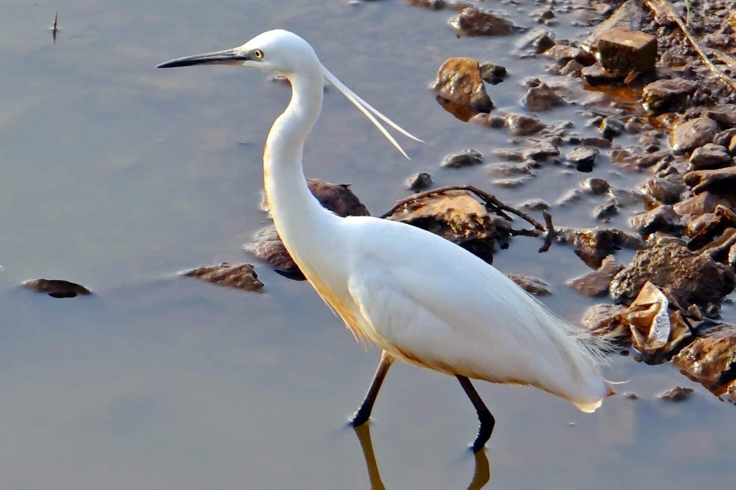White Heron Spiritual Meaning and Symbolism (9 Omens)