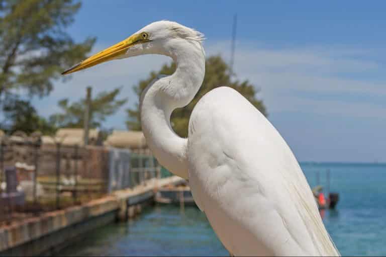 White Heron Spiritual Meaning and Symbolism (9 Omens)