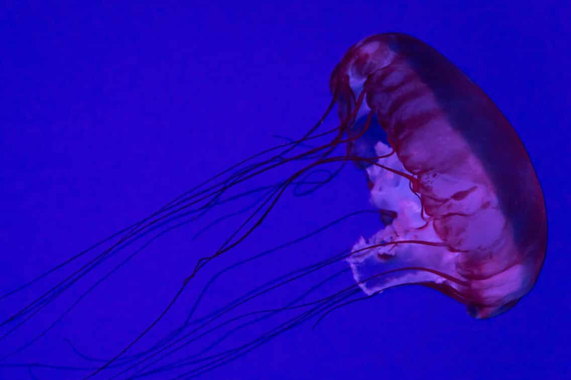 Jellyfish Symbolism (7 Meanings) – Dreams & Spirit Animals