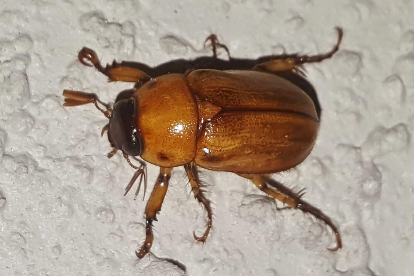 June Bug Symbolism Spiritual Meaning Success Intuition 