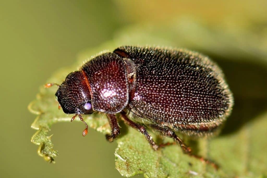 June Bug Symbolism Spiritual Meaning Success Intuition 