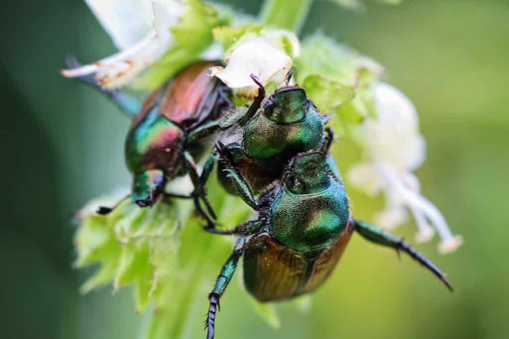 June Bug Symbolism Spiritual Meaning Success Intuition 
