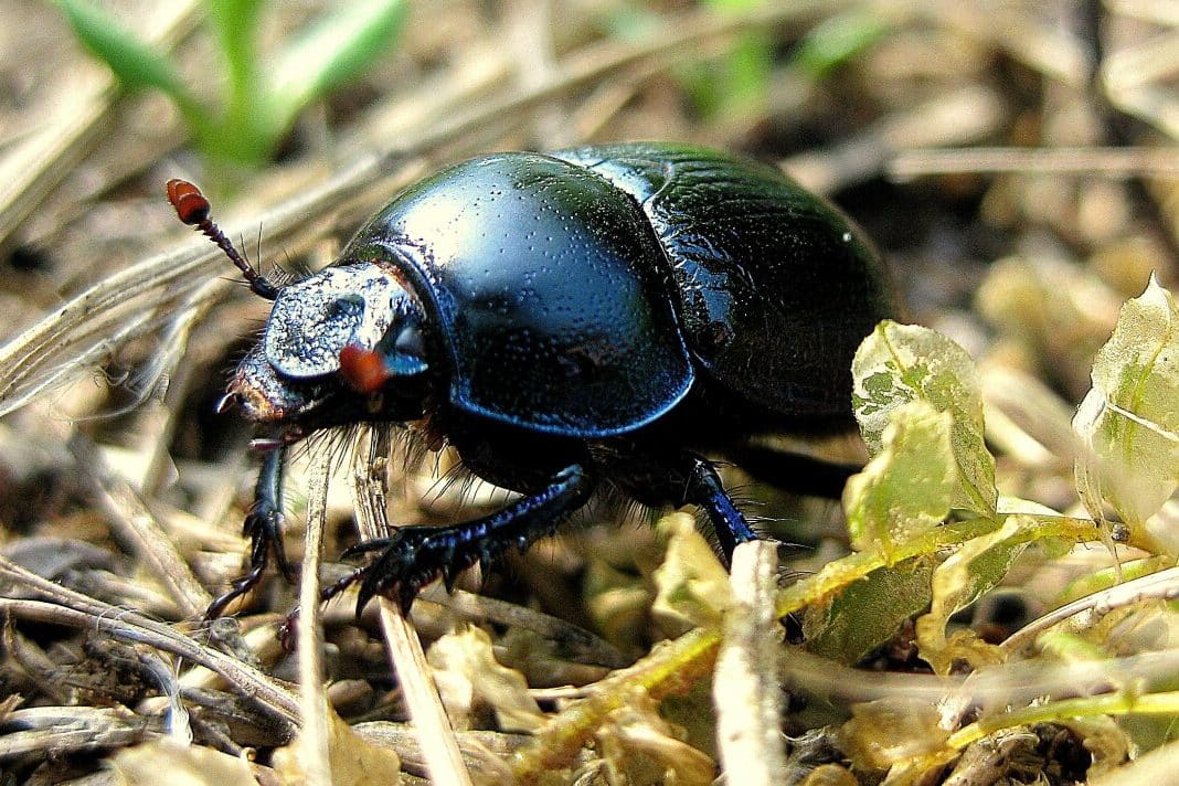 June Bug Symbolism Spiritual Meaning Success Intuition 