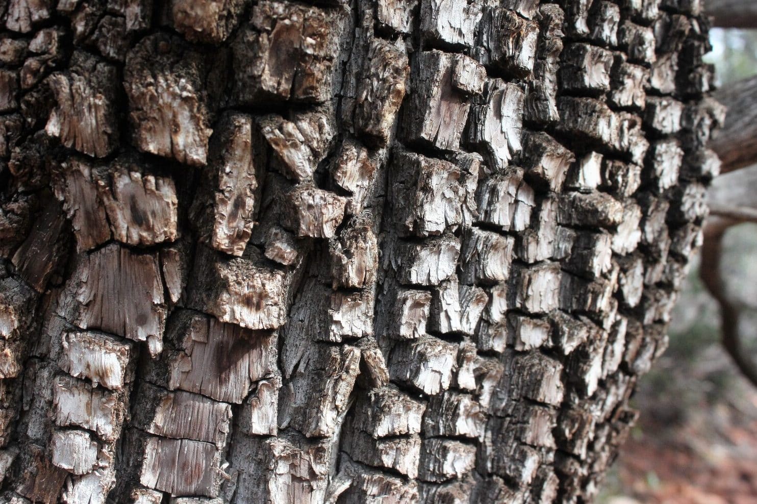 Juniper Tree Meaning & Symbolism (Eternal Youth or Revenge?)